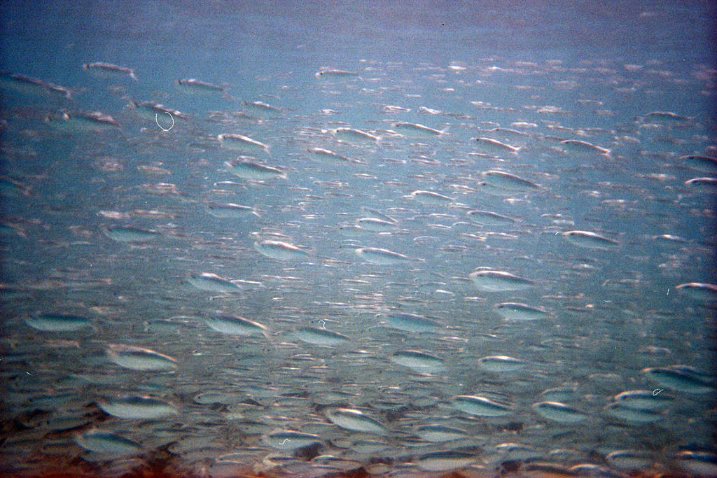 Sardines