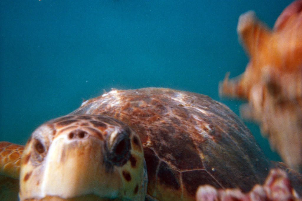 Overly-friendly turtle