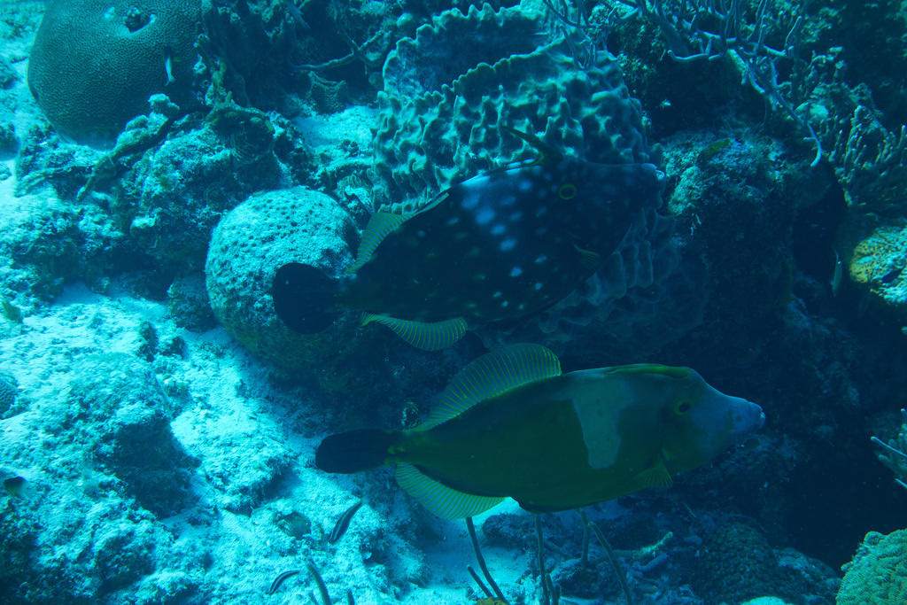 triggerfish