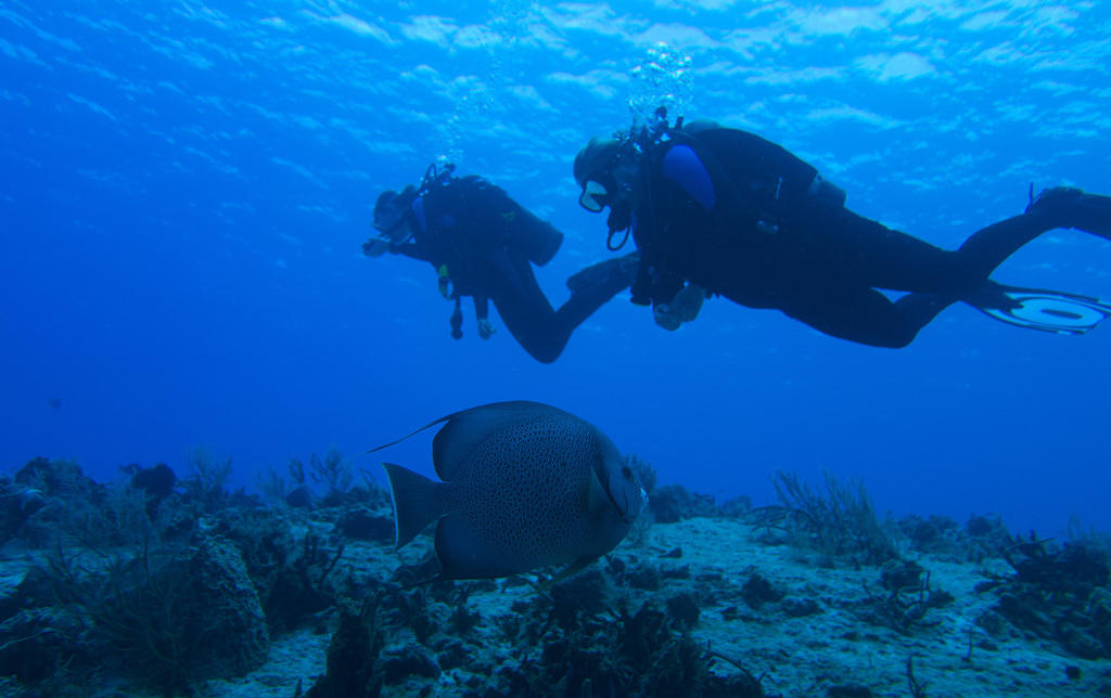 Grey angelfish