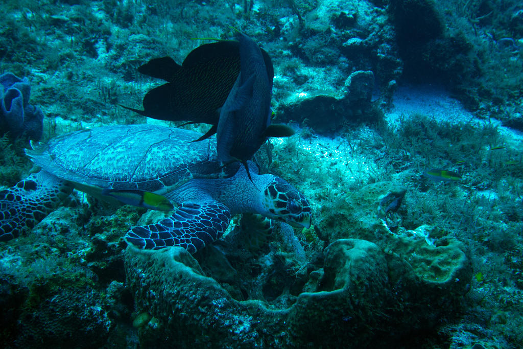 turtle and angelfish