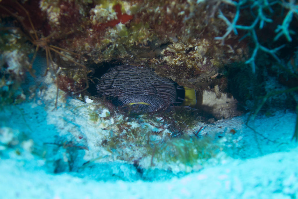 Frogfish 2