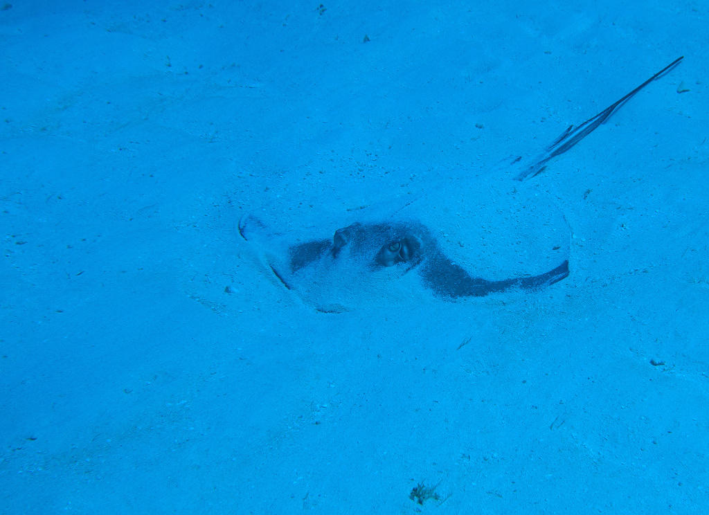 Southern stingray