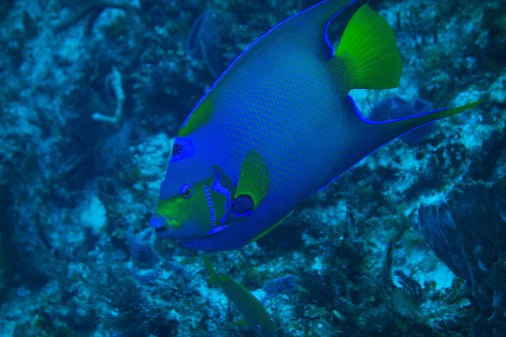 Queen angelfish