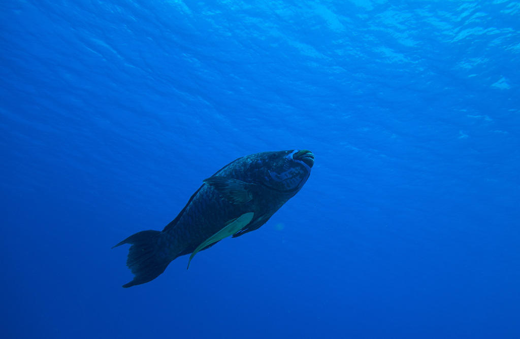 Parrotfish