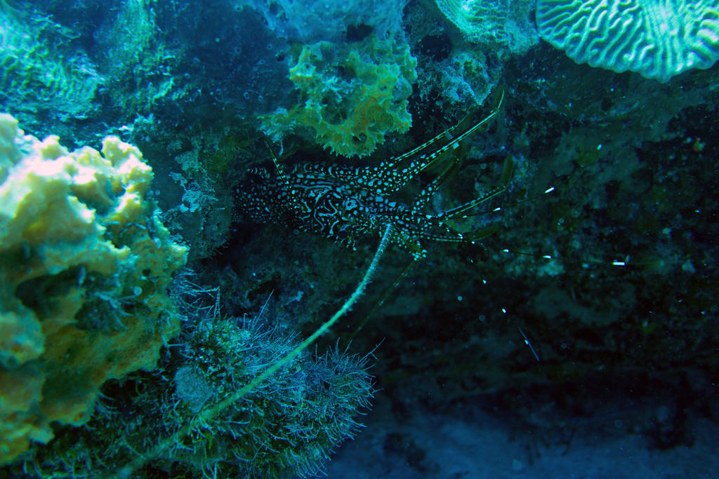 Spotted Spiny Lobster