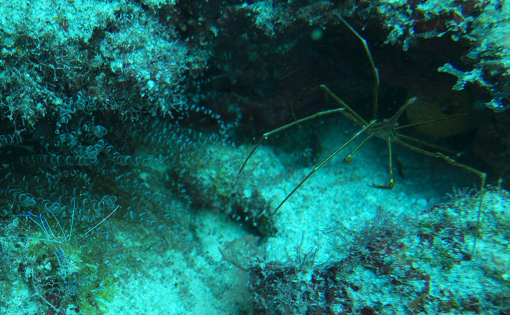 Arrow crab and cleaner shrimp