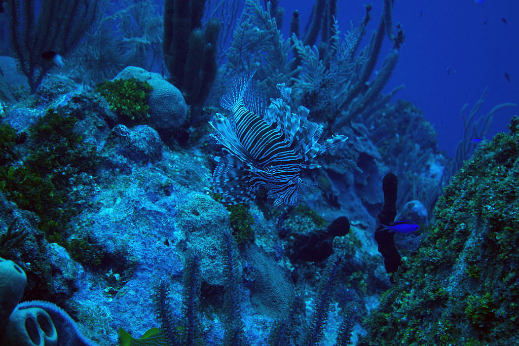 Lionfish again