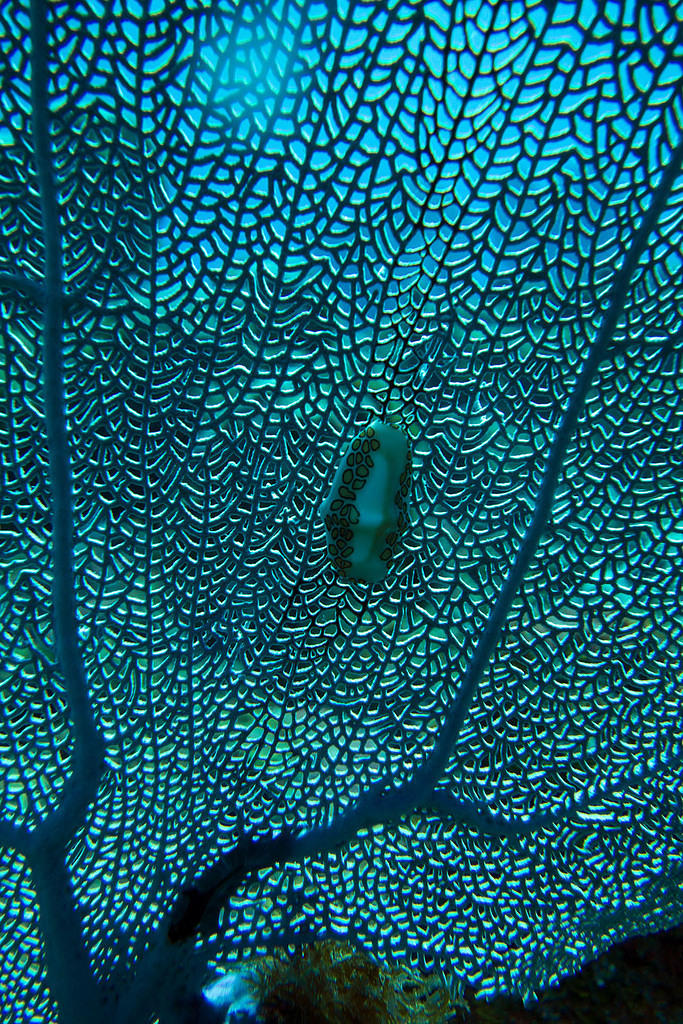 Nudibranch 1