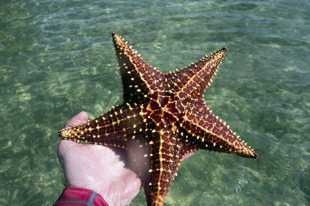 Sea star