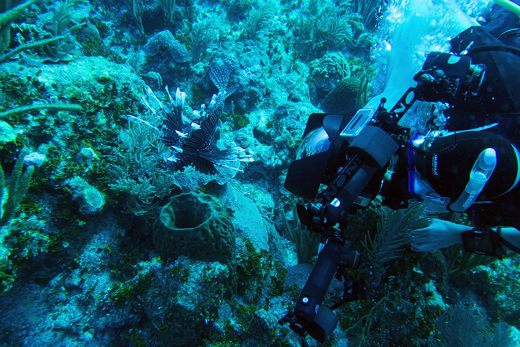 Shooting a lionfish