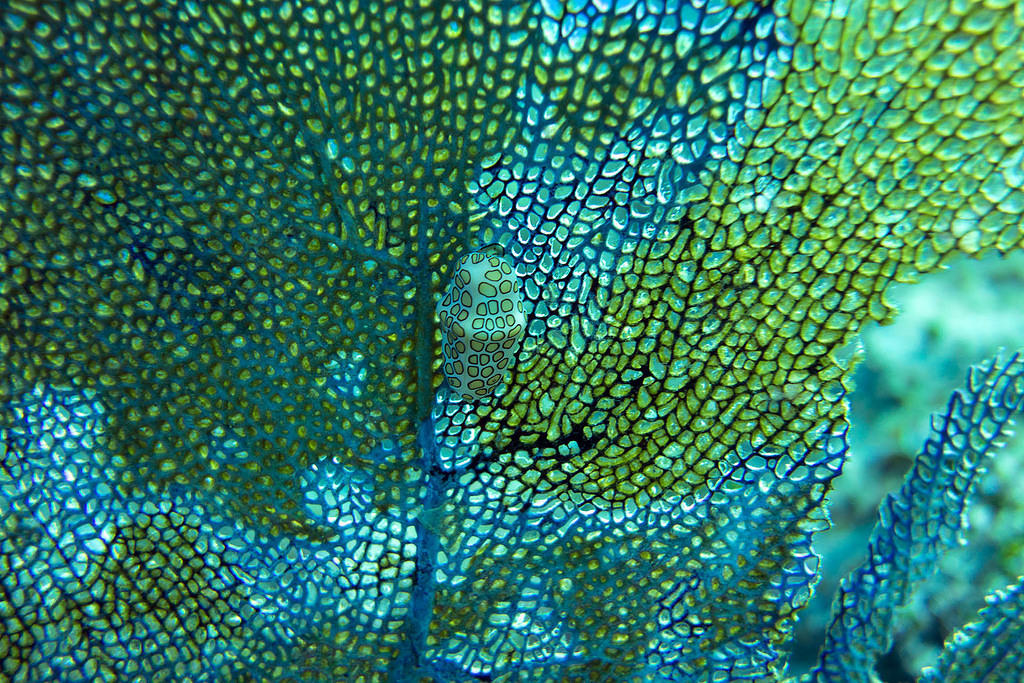 Nudibranch 3