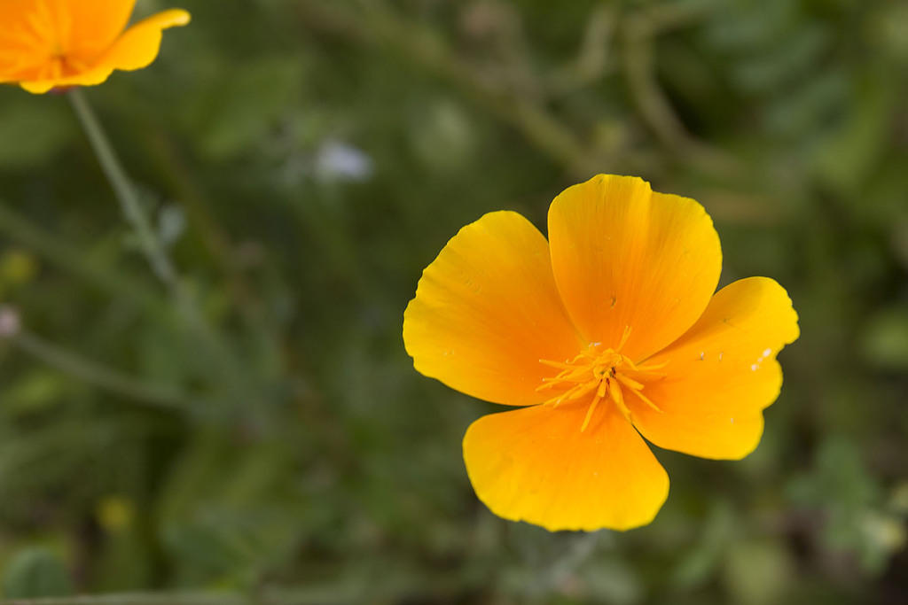 California Dream poppy