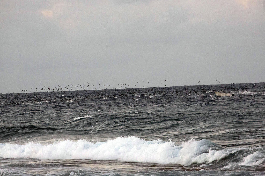 Birds going for scraps