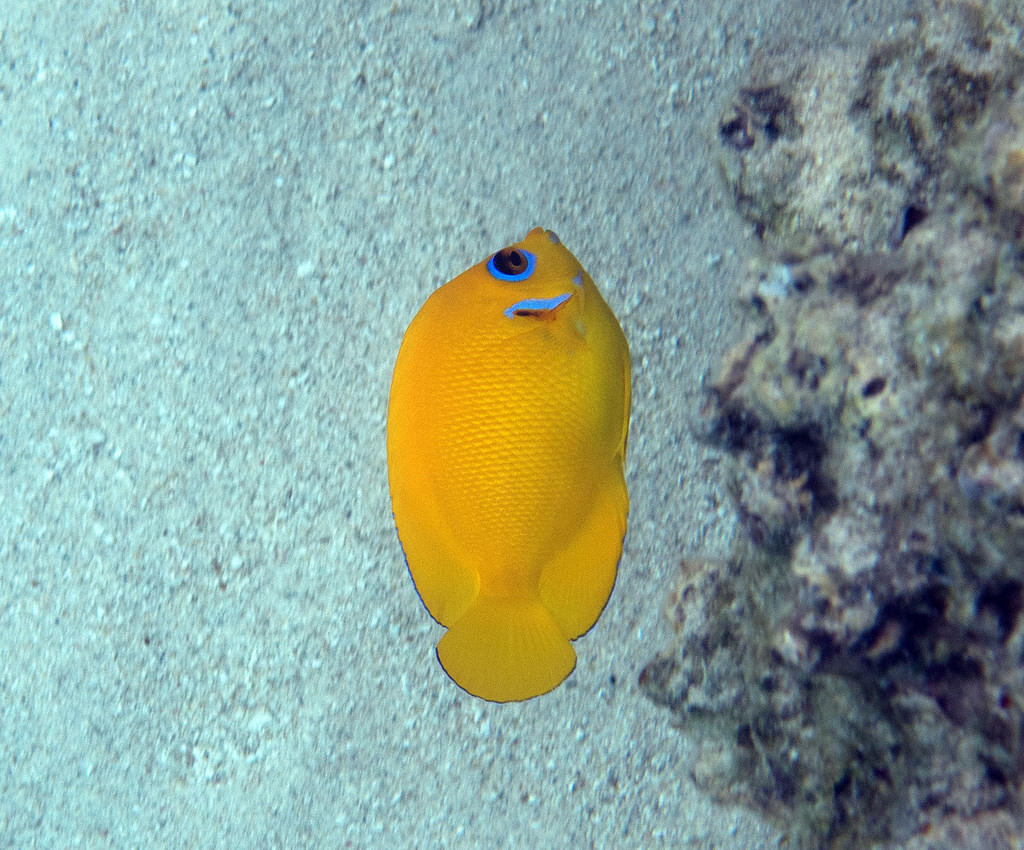 Lemonpeel angelfish