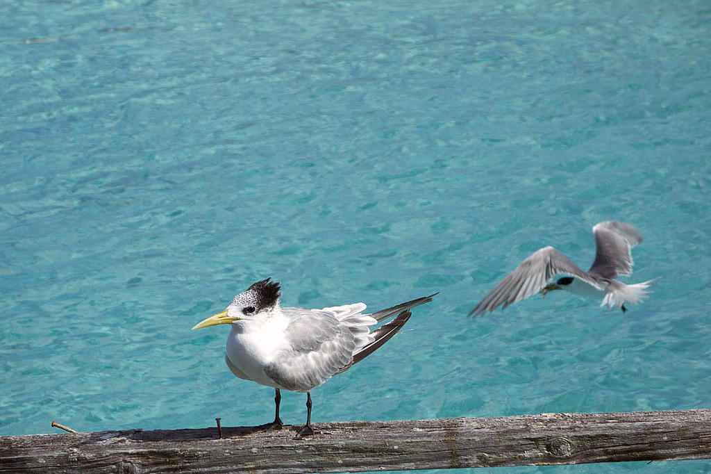 Seagulls