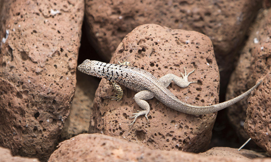 Galapagos Lava Lizard