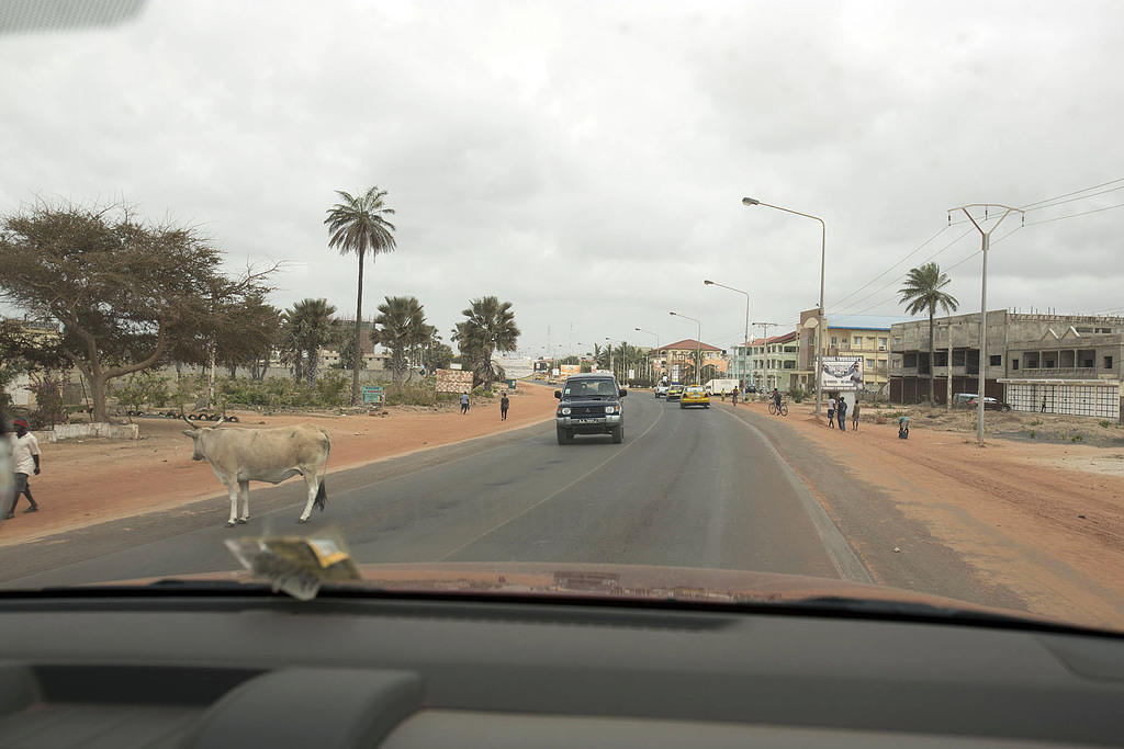 Cow traffic