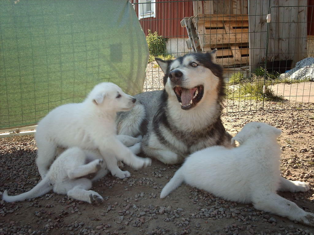 Go away furballs