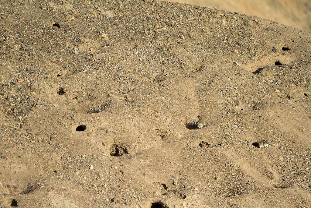 Great gerbils and homes