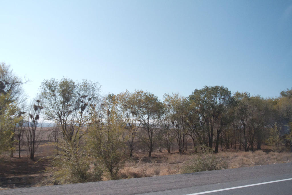 The drive to Bishkek had so many bird nests in the trees