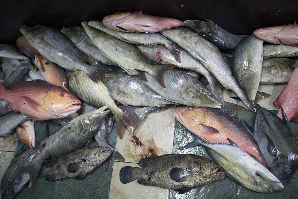 Reef fish