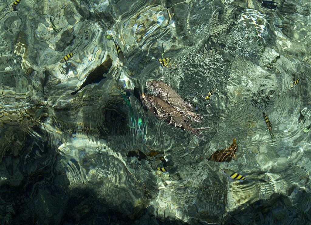 Feeding fish from the deck