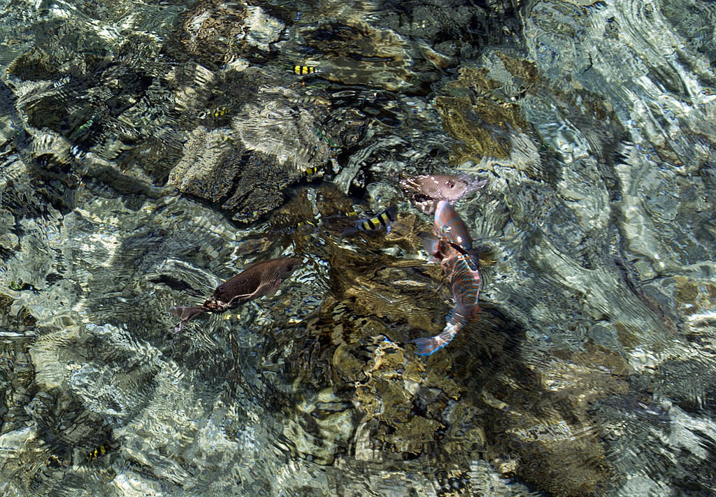 More fish feeding