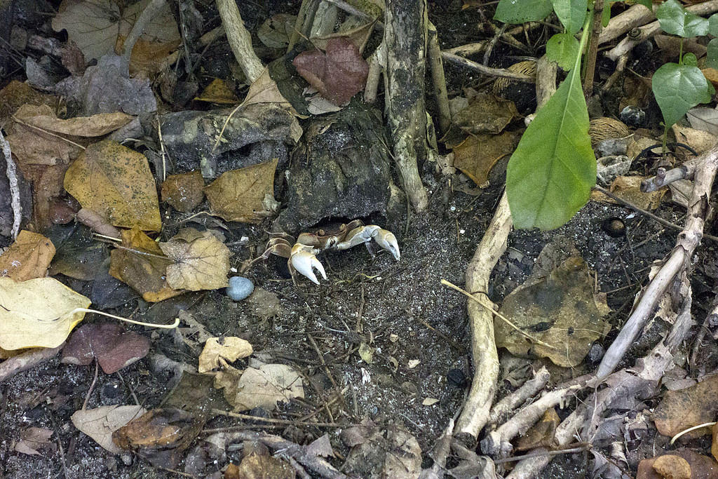 Crab