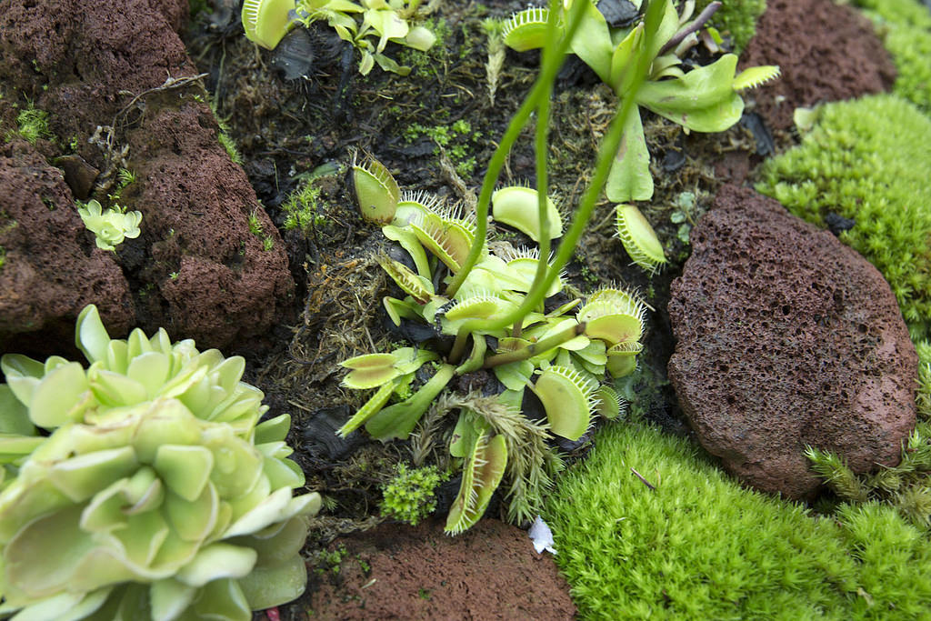 Venus flytrap