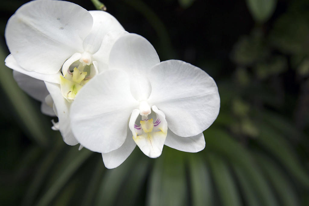 Orchid