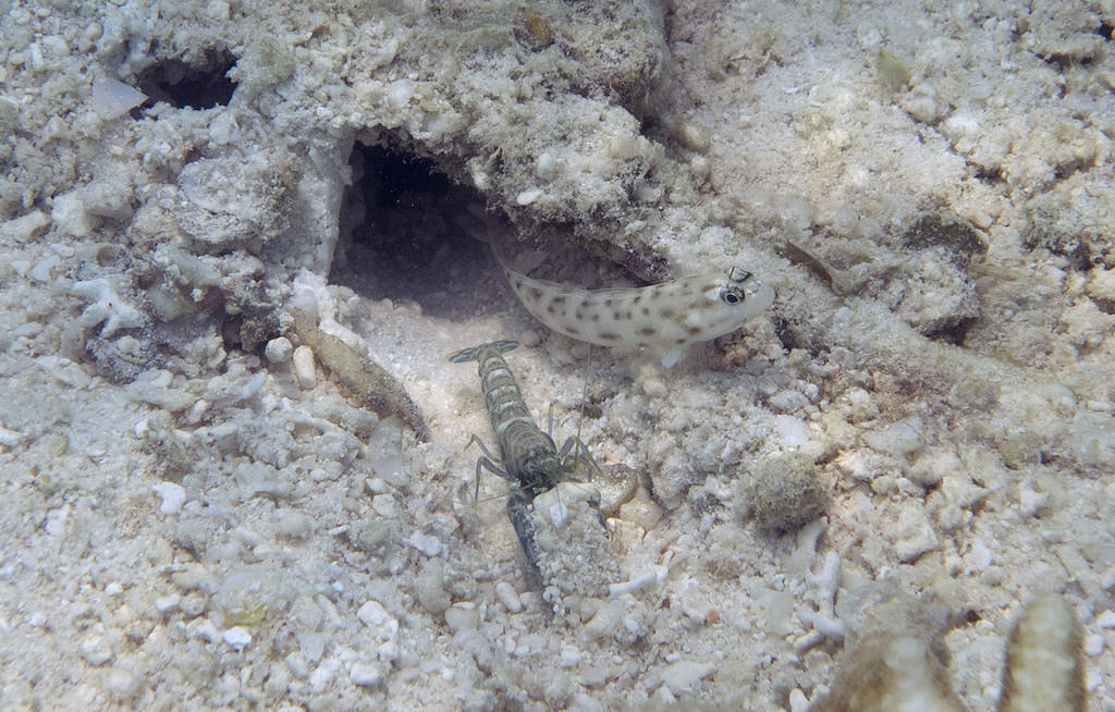 Goby and shrimp