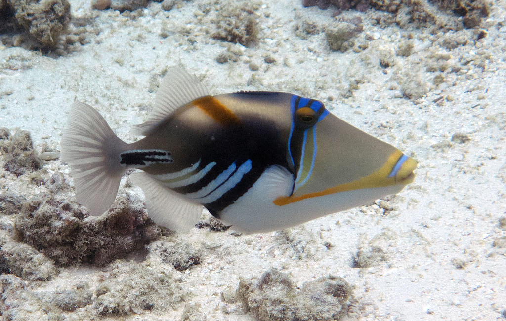 Lagoon triggerfish