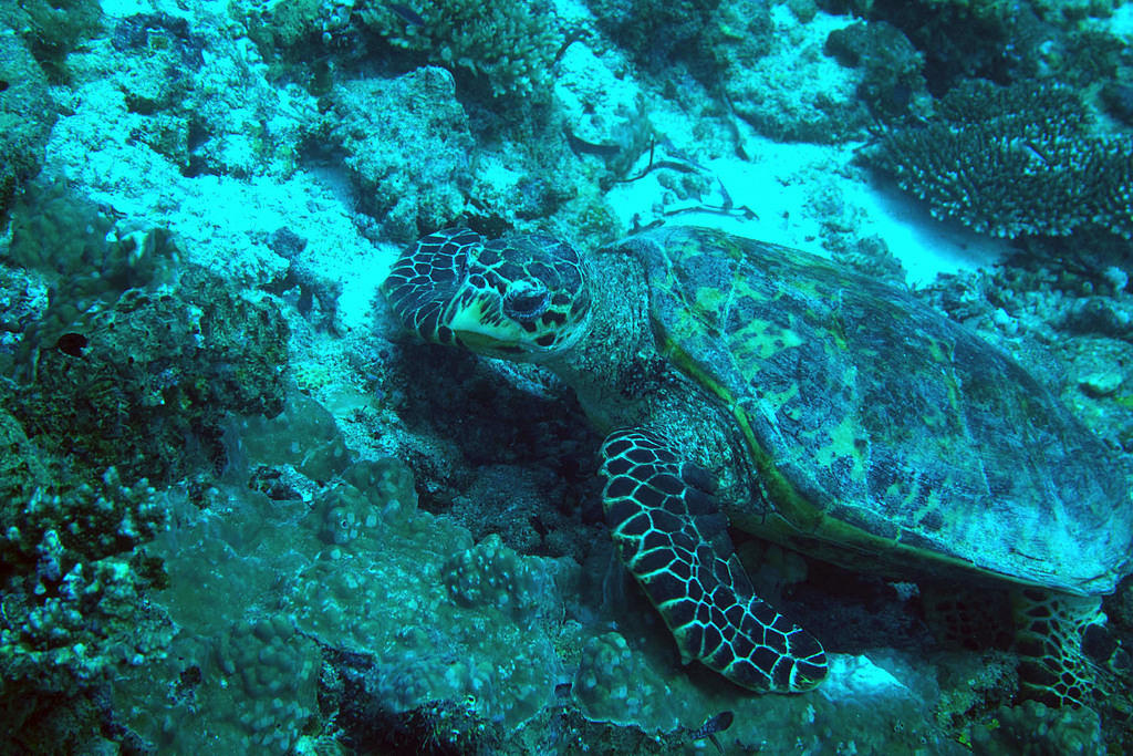 Turtle