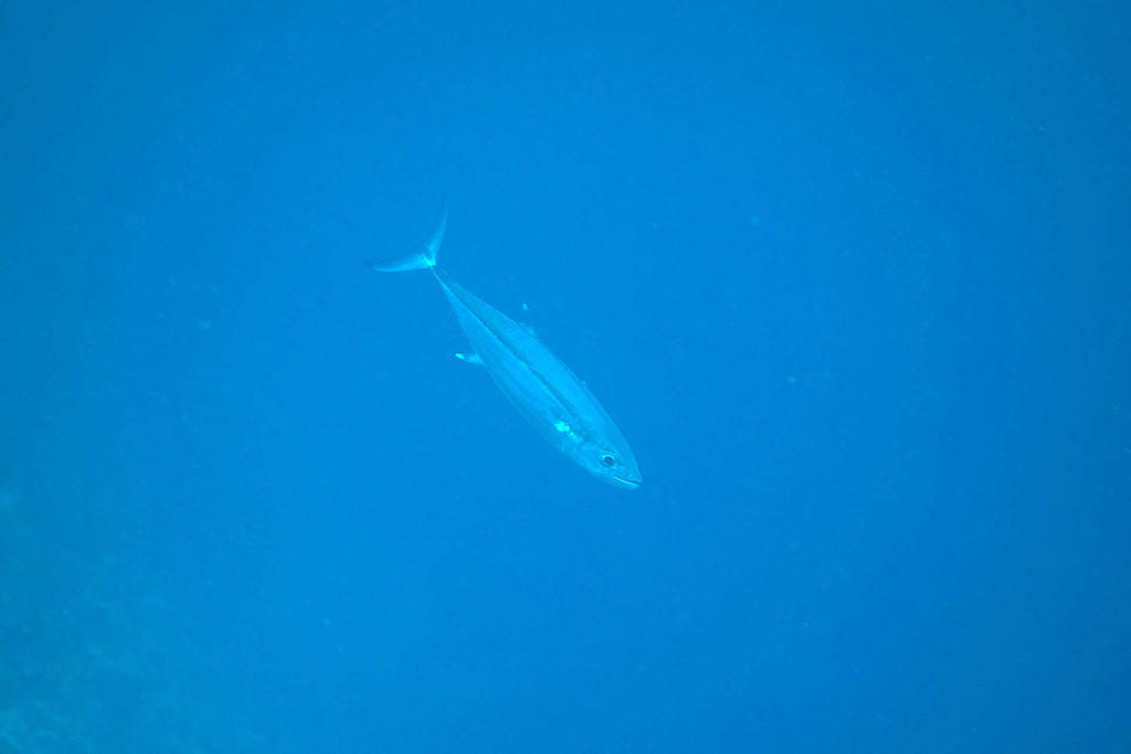Tuna