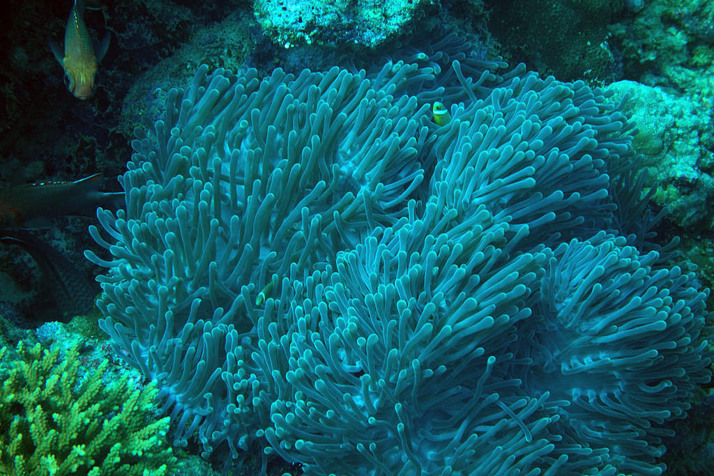 Anemone