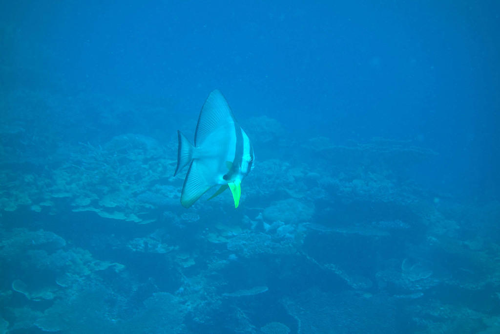 Spadefish