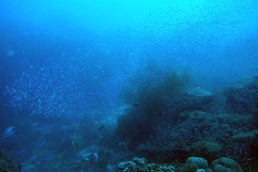 Big school of bait