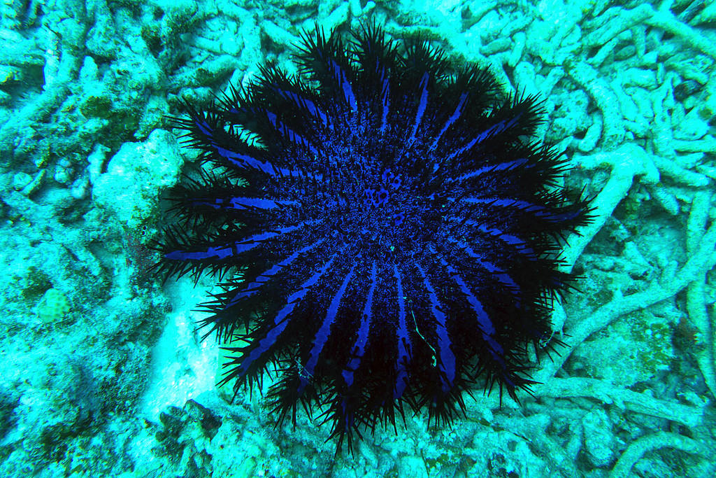 Crown of thorns