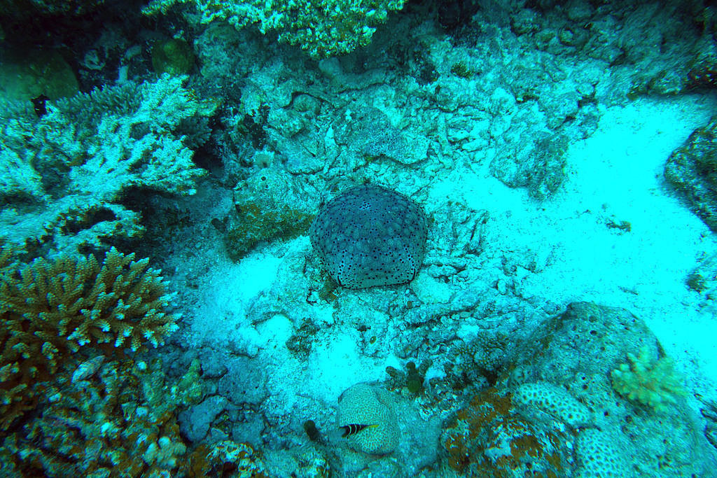 Puffier starfish