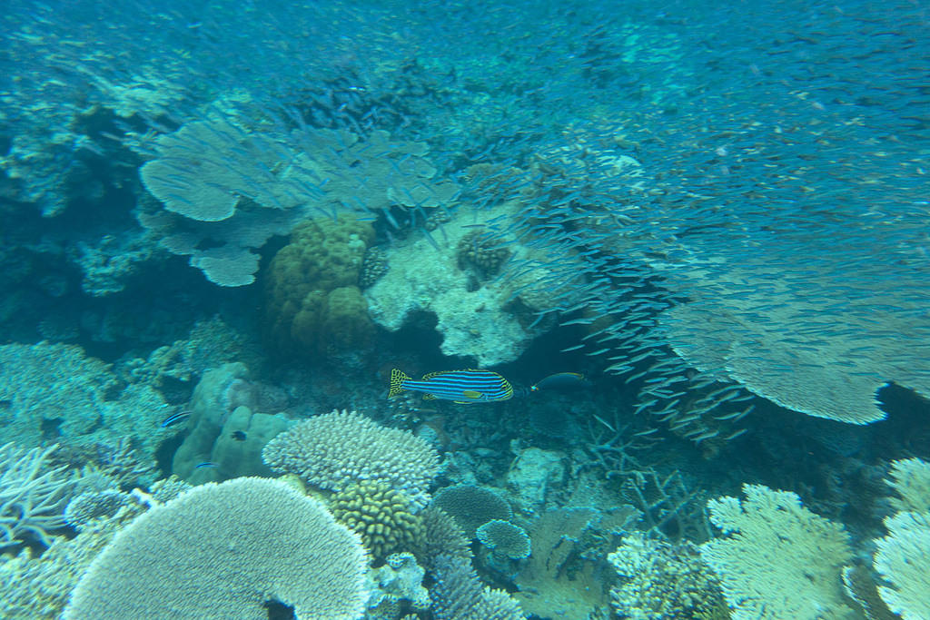 Oriental sweetlips