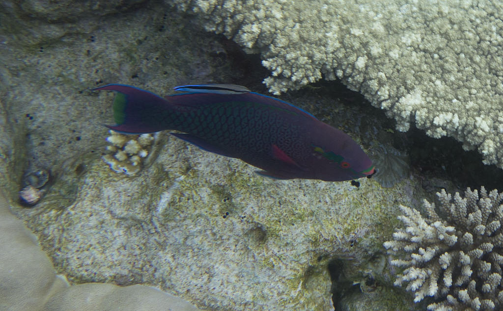 Parrotfish