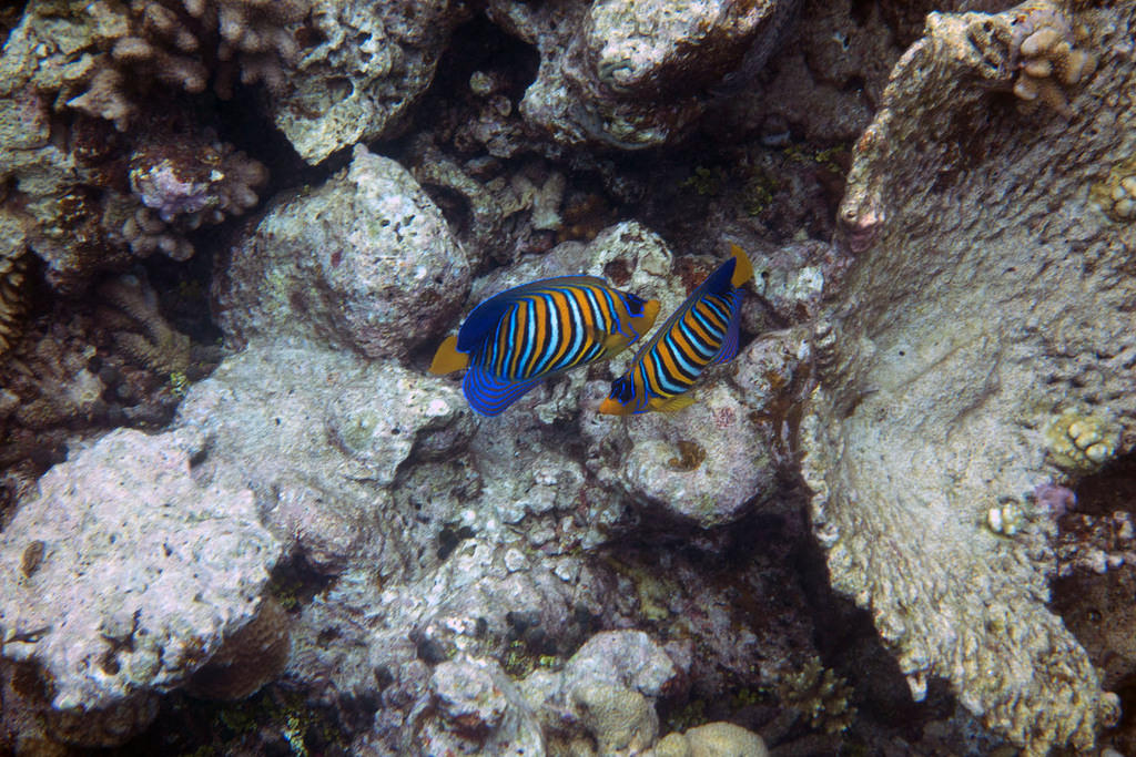 Empress angelfish