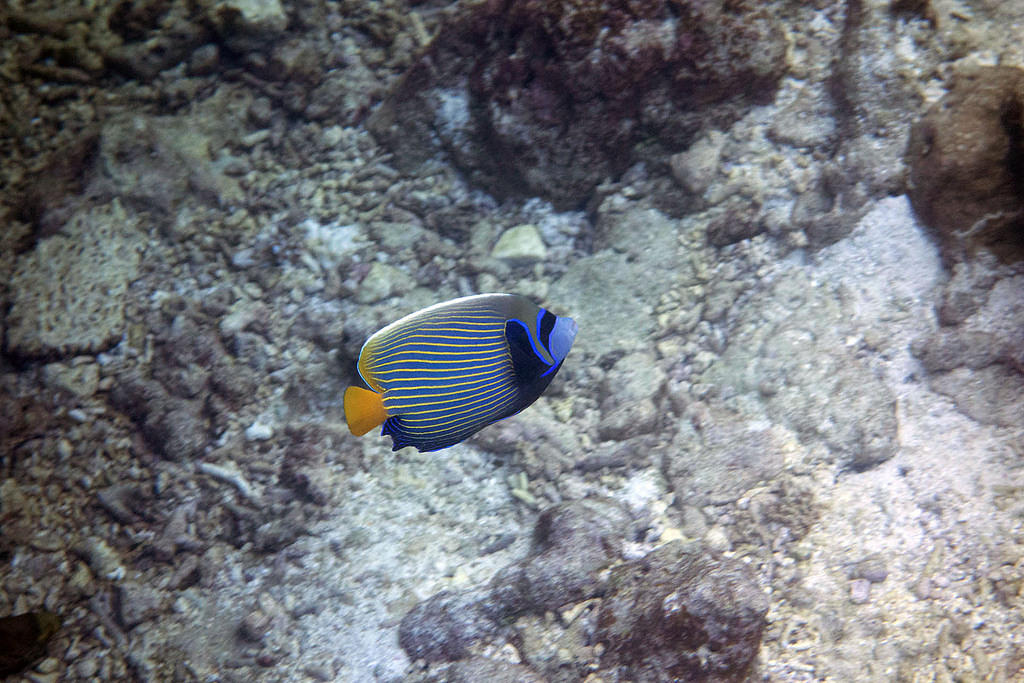Emperor  angelfish