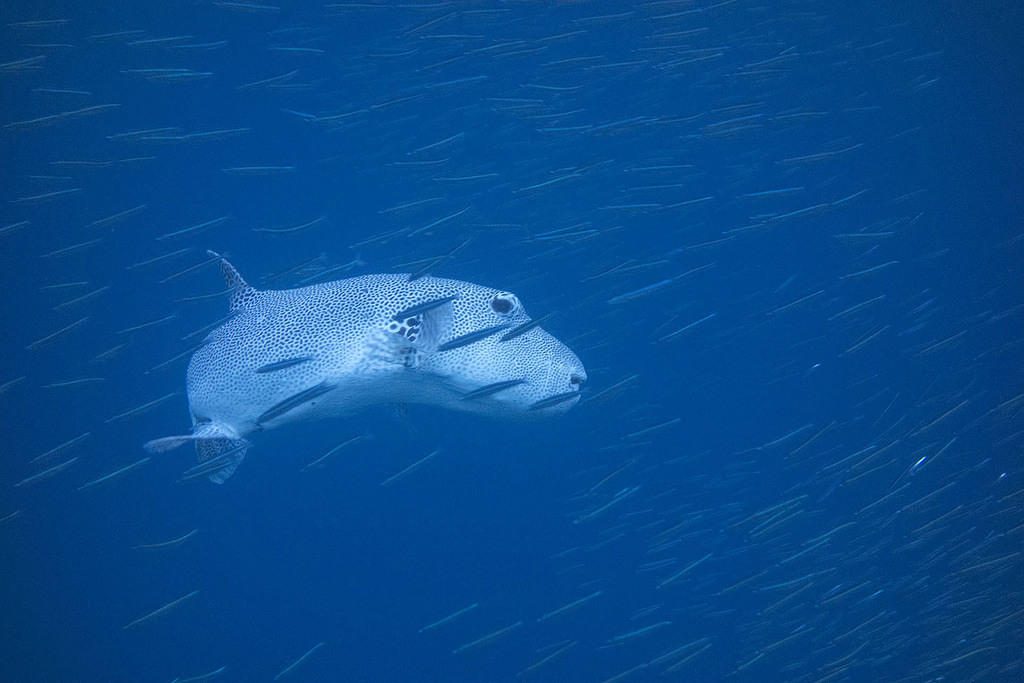 Pufferfish