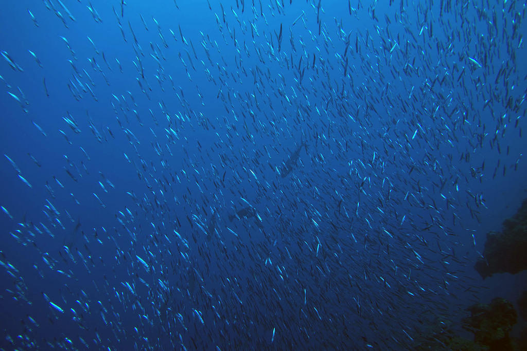 Baitfish