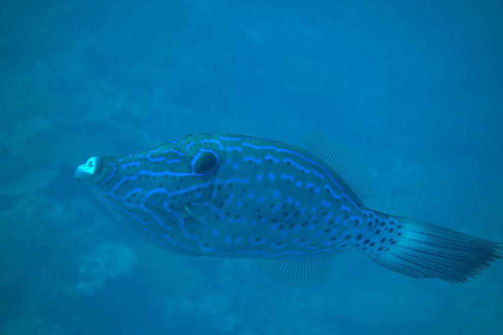 Tilefish