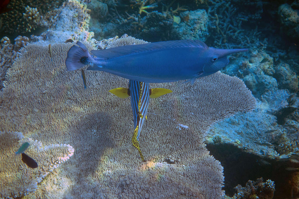 Unicornfish and Oriental Sweetlips