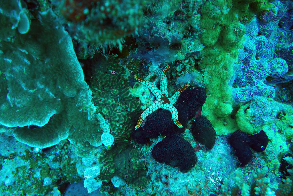 Fromia starfish