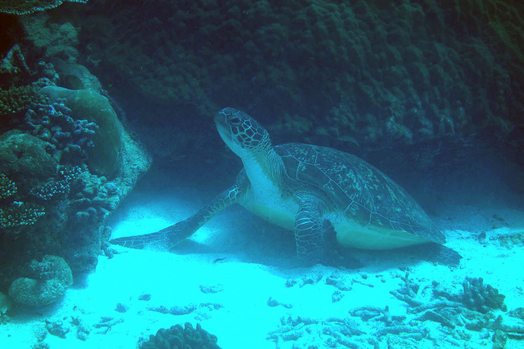 Turtle